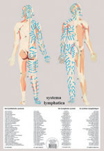 - Planche Système lymphatique - A2 (42X60 cm) plastifiée Librairie Eklectic